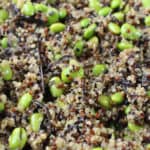 Cold Edamame Quinoa Cover